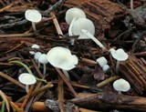 Hemimycena lactea image