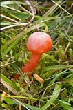 Hygrocybe splendidissima image