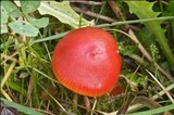 Hygrocybe splendidissima image