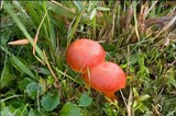 Hygrocybe splendidissima image