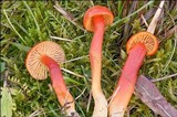 Hygrocybe splendidissima image