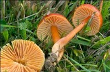 Hygrocybe splendidissima image