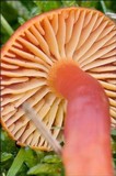 Hygrocybe splendidissima image