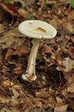 Amanita brunnescens image