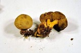 Pseudoboletus parasiticus image