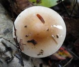 Hebeloma crustuliniforme image