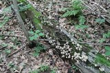 Coprinopsis variegata image