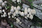 Coprinopsis variegata image