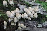 Coprinopsis variegata image