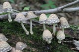 Coprinopsis variegata image