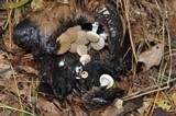 Asterophora lycoperdoides image
