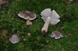 Tricholoma terreum image
