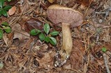Tylopilus felleus image