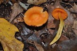 Humidicutis marginata image