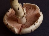 Agaricus californicus image