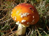 Amanita muscaria var. flavivolvata image