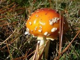 Amanita muscaria var. flavivolvata image