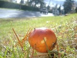 Amanita muscaria var. flavivolvata image