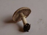 Agaricus californicus image