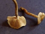 Pholiota terrestris image