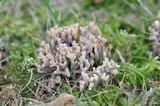 Clavulina cinerea image
