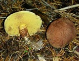 Suillus lakei image