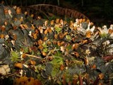 Peltigera membranacea image