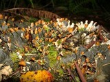 Peltigera membranacea image