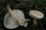 Inocybe terrigena image