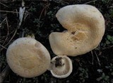 Inocybe terrigena image