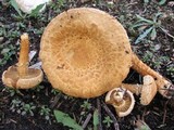 Inocybe terrigena image