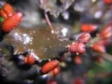 Peltigera polydactylon image