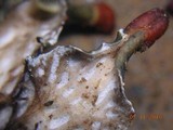 Peltigera polydactylon image