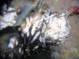 Peltigera polydactylon image