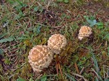 Amanita amerimuscaria image