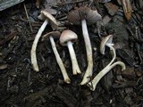 Agaricus semotus image