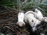 Infundibulicybe geotropa image