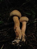 Chroogomphus tomentosus image