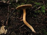 Chroogomphus tomentosus image