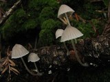 Mycena abramsii image