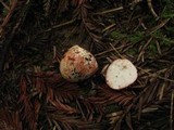 Rhizopogon rubescens image