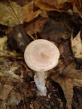 Laccaria ochropurpurea image