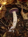 Laccaria ochropurpurea image