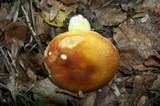 Russula aurea image