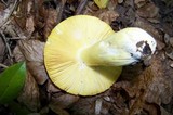 Russula aurea image