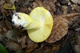 Russula aurea image