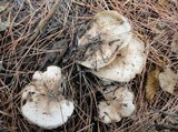 Clitopilus prunulus image