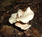 Clitopilus prunulus image