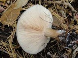 Clitopilus prunulus image