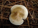 Ampulloclitocybe clavipes image